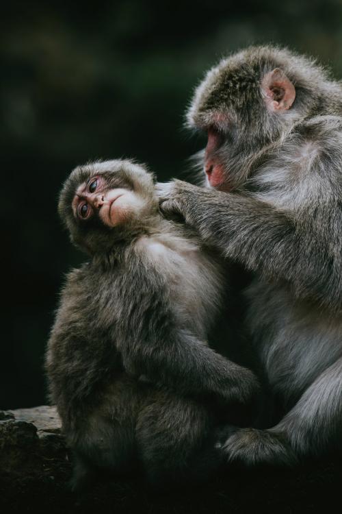 Closeup of Chinese mountain monkeys - 935464