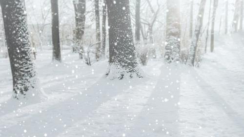 Sunbeam through the snowy forest - 1229614