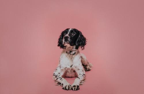 Portrait of a dog in a studio against a pink backdrop - 598319