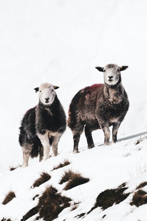 Herdwick sheep at the snowy Lake District in Scotland - 935845