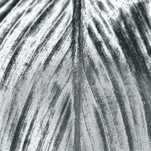 Detailed silver leaf textured background - 1213154