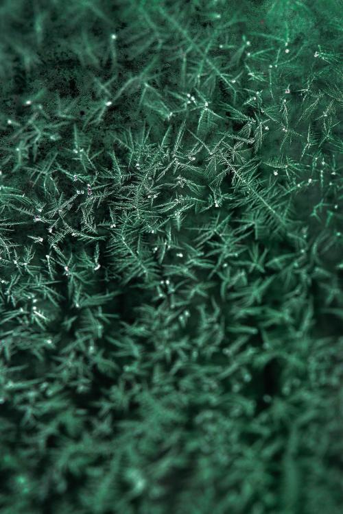 Sea-grass ice frost pattern mobile phone wallpaper - 1213238