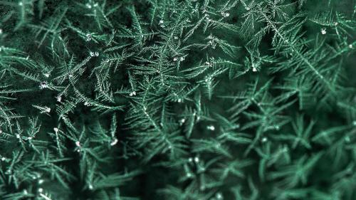 Sea-grass ice frost pattern background texture - 1213243