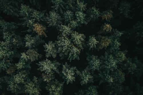 Aerial view of a greenery forest - 1198822