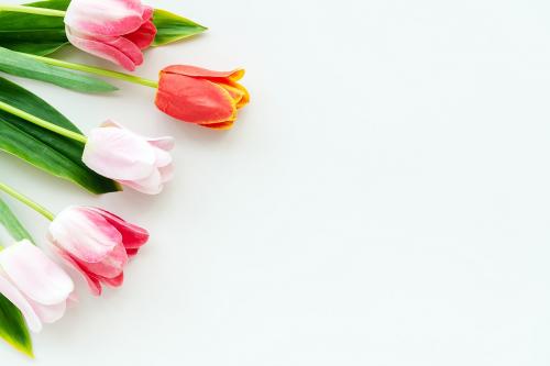 Pink and orange tulips on blank white background template - 1204250