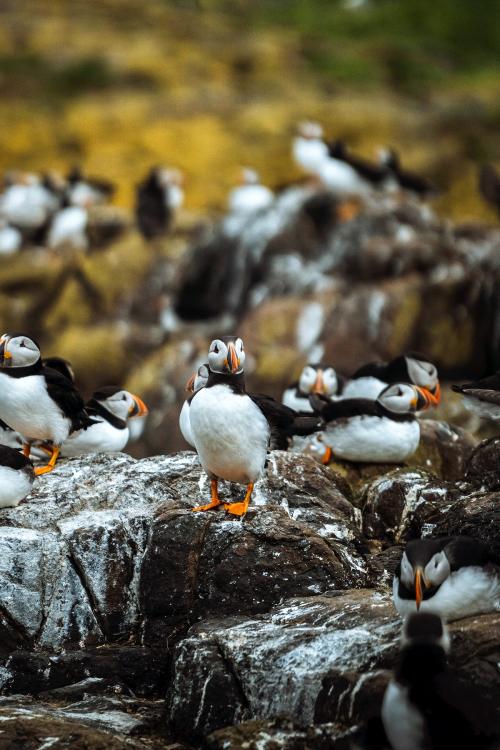 Closeup of a flock of puffins on a rocky shore of the Farne Islands in Northumberland, England - 1206099