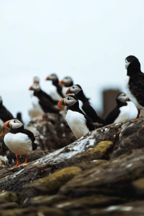 Closeup of a flock of puffins on a rocky shore of the Farne Islands in Northumberland, England - 1206136