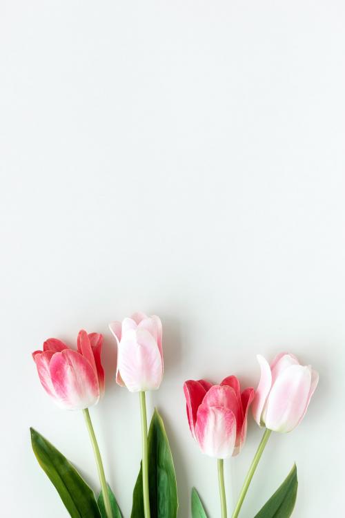 Pink tulips on blank white background template - 1204253