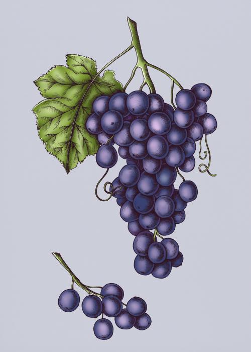 Fresh juicy organic purple grapes - 1203714