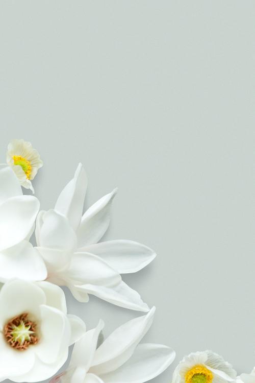 White magnolia pattern background - 1204211