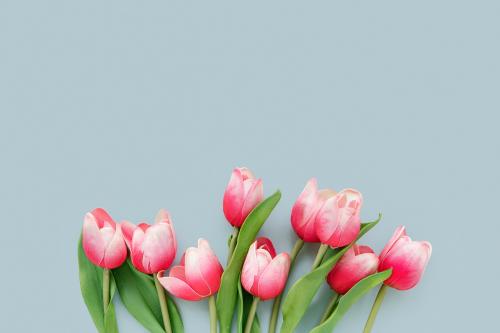 Red tulips on blue card mockup - 1204230