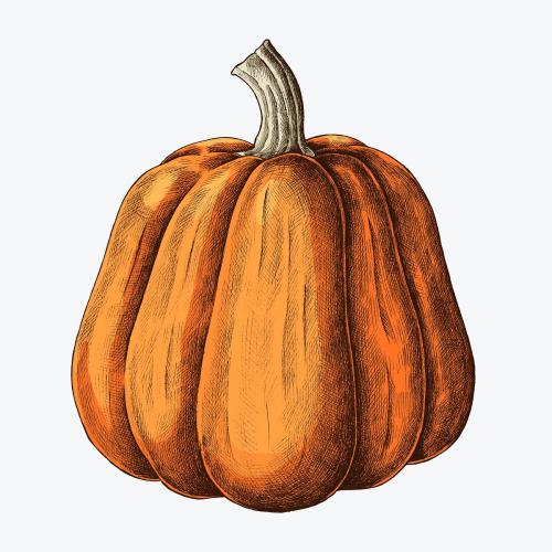 Fresh ripe pumpkin drawing illustration - 1208991
