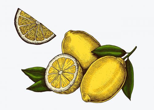 Sliced fresh juicy lemons illustration - 1209046