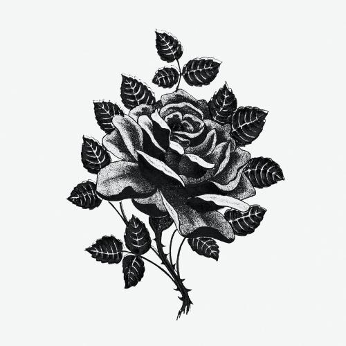 Black and white illustration of rose with leaves and thorns - 1198798