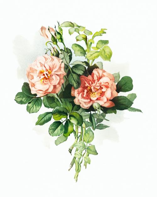 Antique illustration of blooming blush rose with leaves - 1198804