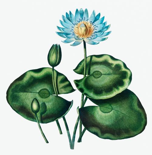 Vintage Blue Egyptian Water-Lily illustration - 1199351