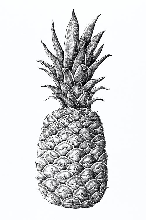 Hand drawn fresh pineapple fruit - 1200278