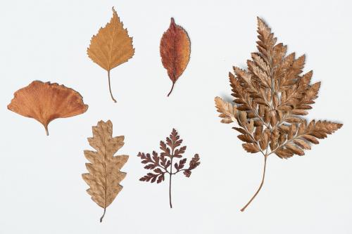 Dried leaves on white background collection - 1201998