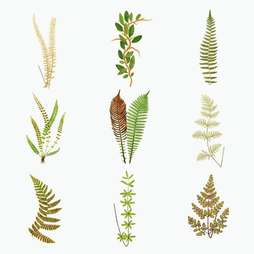 Set of ferns vintage illustration mockup - 2096201