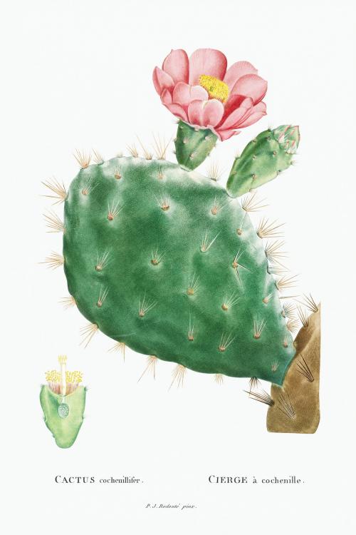 Cactus cochenillifer vintage illustration wall art print and poster design remix from the original artwork by Pierre-Joseph Redouté. - 2096266