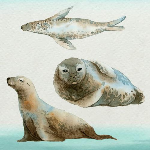Watercolor painted seal in watercolor banner vector - 2097729