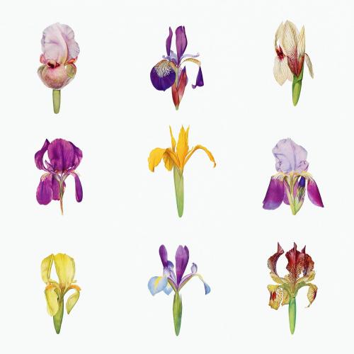 Vintage Iris flower illustration collection template - 2098349