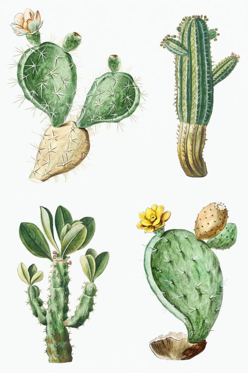 Hand drawn cactus set illustration - 2110406