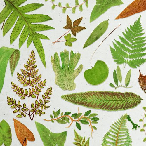 Various fern leaves template - 2251137