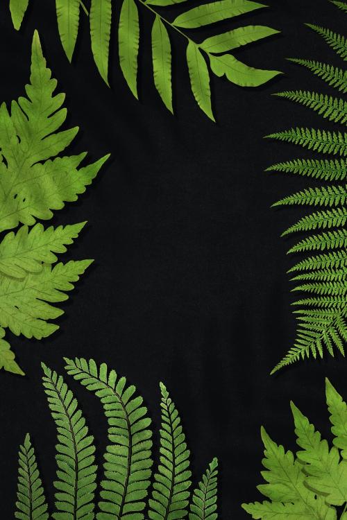 Frame of fern leaves background - 2251158