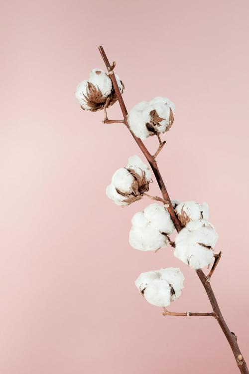 Dried natural cotton branch isolated on pink background - 2255352
