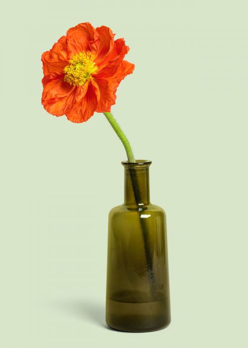 Red poppy flower in a vase mockup - 2278113