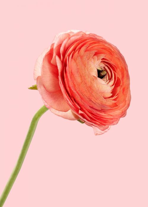 Pink ranunculus flower on a pink background - 2278190