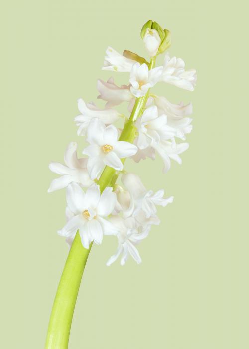 Natural fresh white hyacinth flower - 2278231