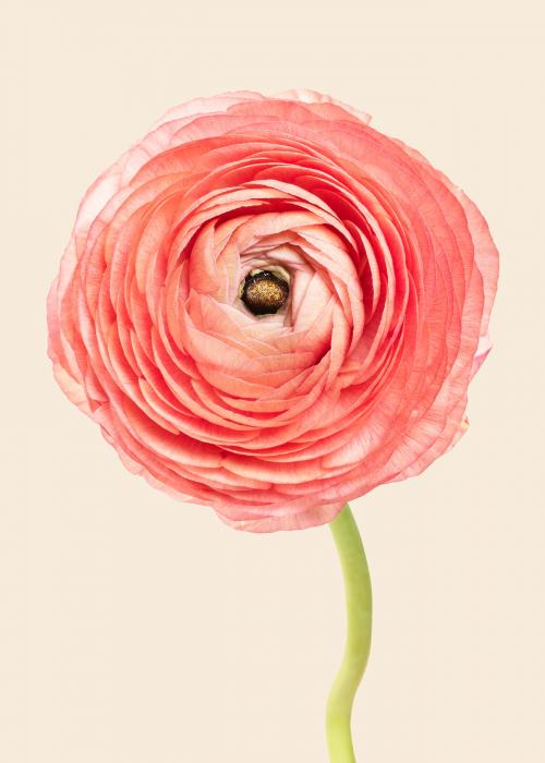 Blooming pink ranunculus flower - 2278318