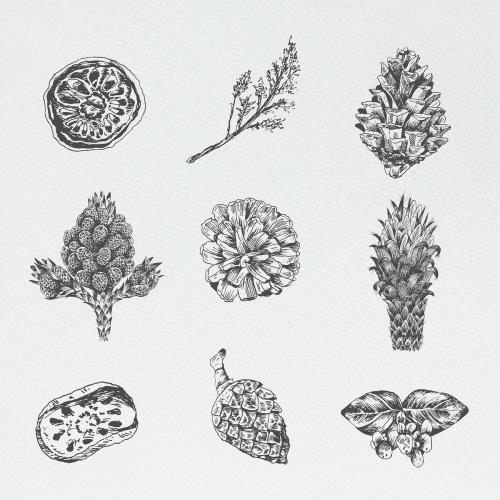 Hand drawn winter floral element illustration - 2023555