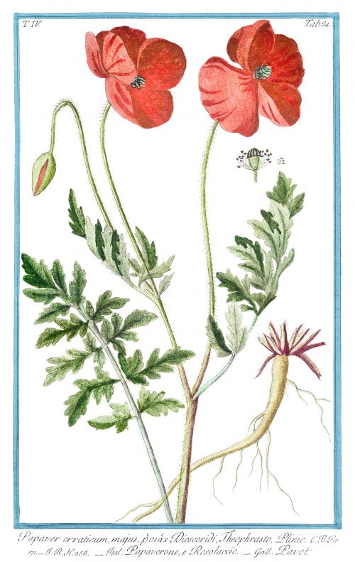 Red Papaver Rhoeas flower illustration - 2055694