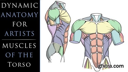 Dynamic Anatomy for Artists - Muscles of the Torso
