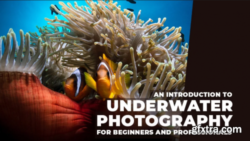 An Introduction to Underwater Photography for Beginners and Professionals