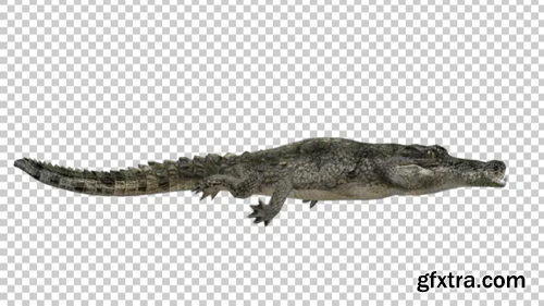 Videohive Alligator Swim 21176803