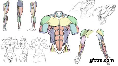 Udemy - How to Draw Dynamic Anatomy - Step by Step