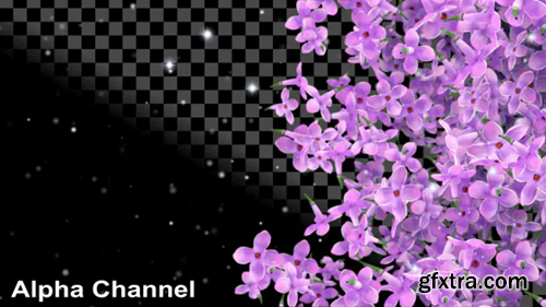 Videohive Flowers Lilac Falling 19484614
