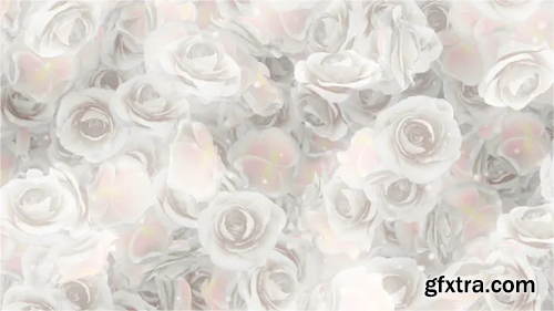 Videohive Roses White Wedding Background 19489134