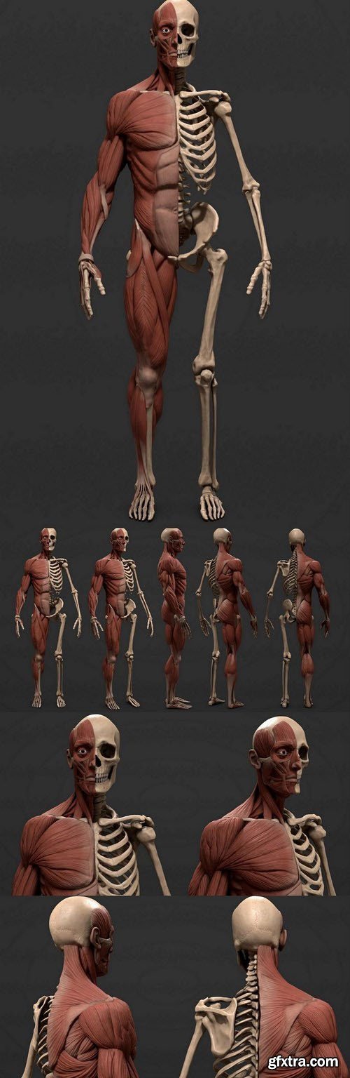 Male Body Skeleton and Viscera 3D Model