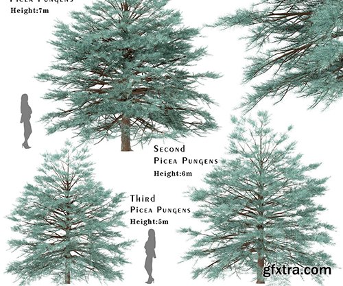 Cuberbrush - Set of Picea Pungens Trees (Blue spruce) (3 Trees)