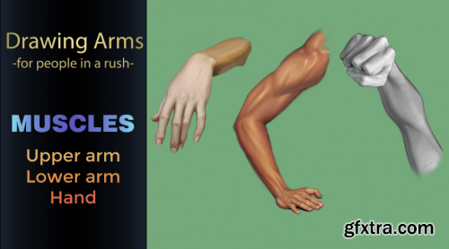 Drawing Arm Muscles - For People in a Rush