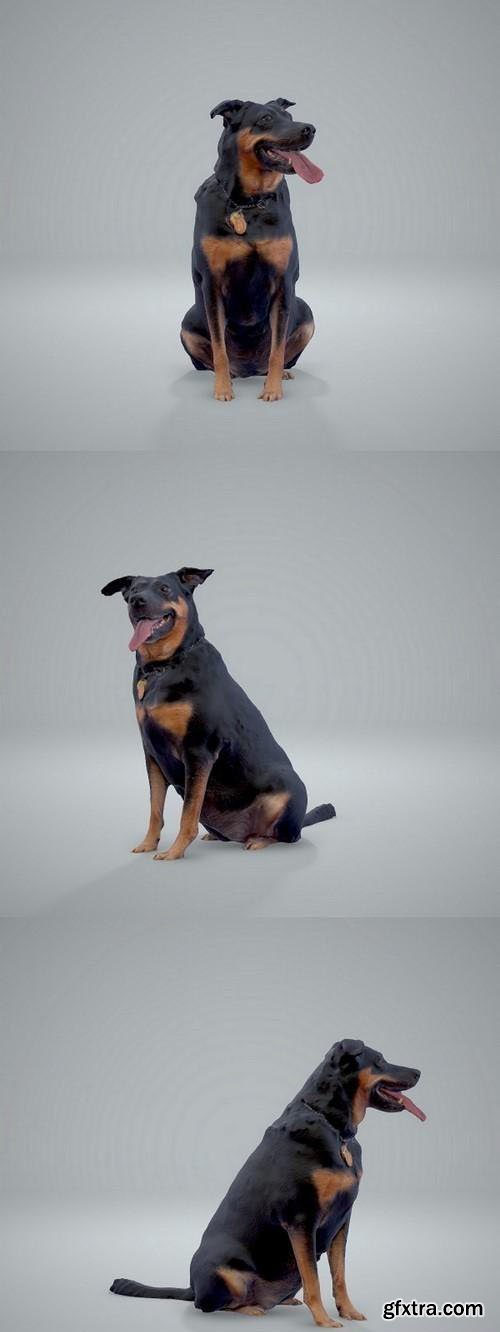 Dog #5 Full Body scanned 3d model