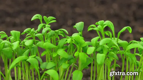 Videohive Growing Plants Sprouts Germination Newborn Cress Salad Plant in Greenhouse Agriculture in Rapid 24755803