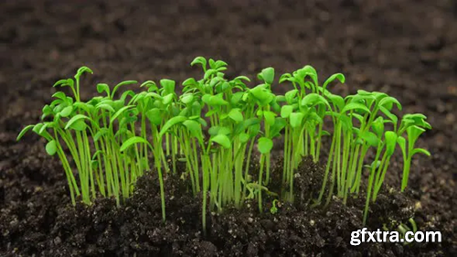 Videohive Growing Plants Sprouts Germination Newborn Cress Salad Plant in Greenhouse Agriculture in Rapid 24755805