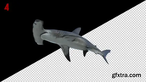 Videohive Hammerhead Shark 4 Scene Loop 29517081