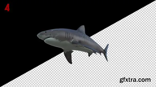 Videohive Tiger Shark 4 Scene Loop 29518517